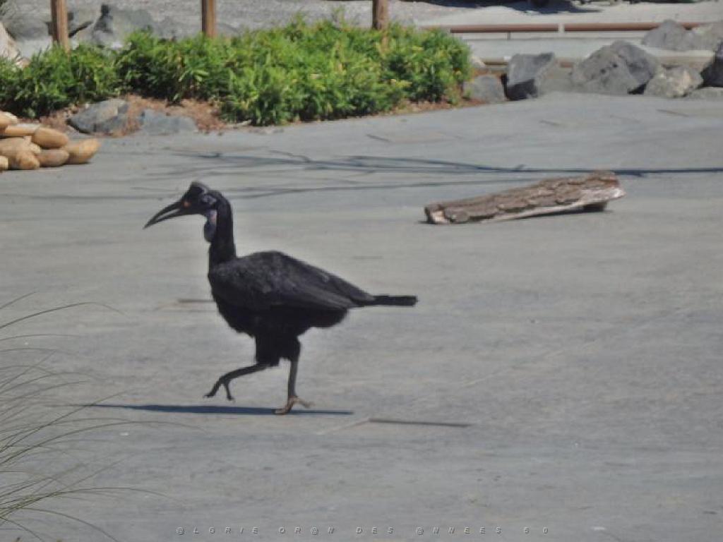 101PARC AUX OISEAUX DANS L AIN 2016 3_000031.jpg